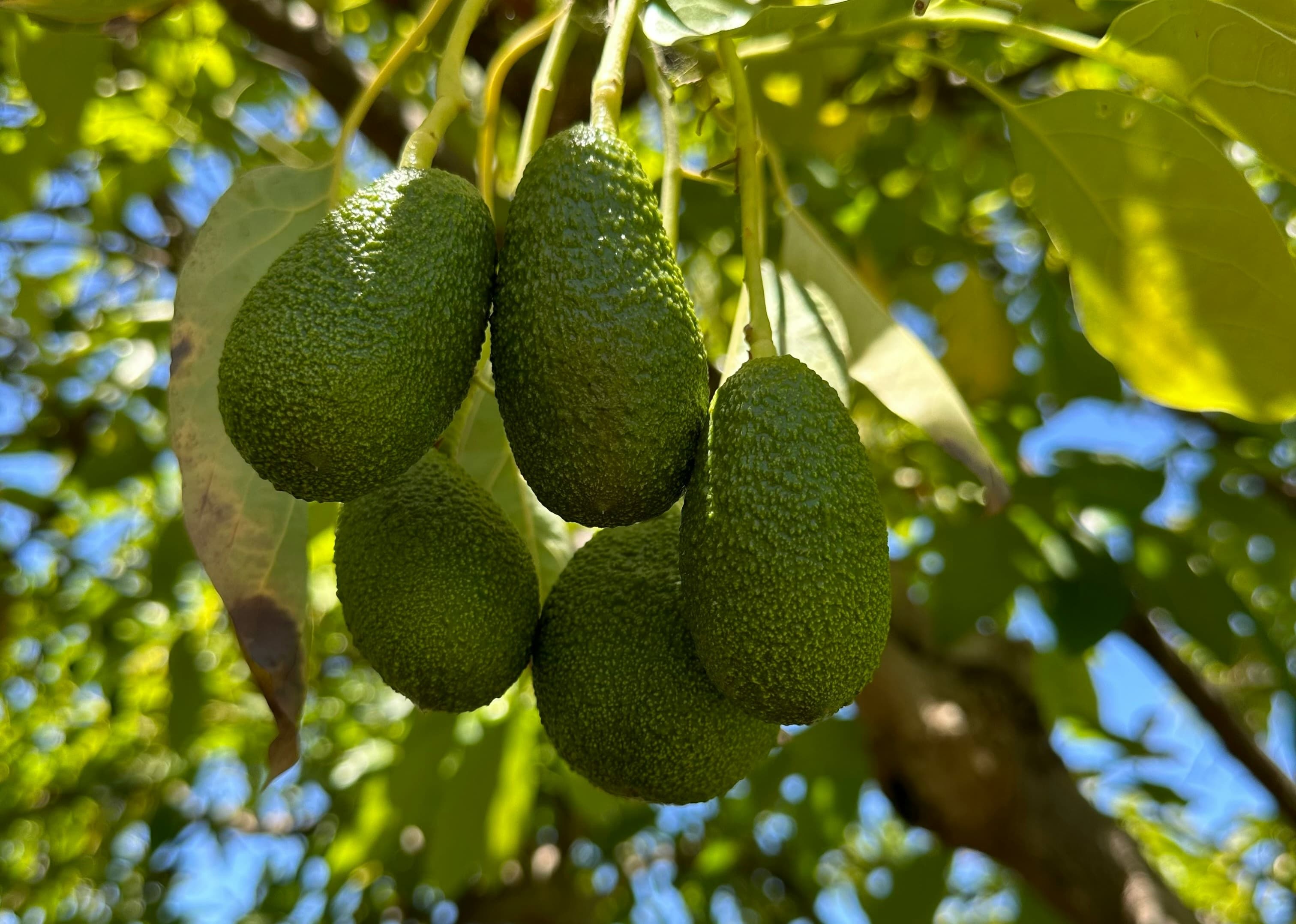 Aguacate