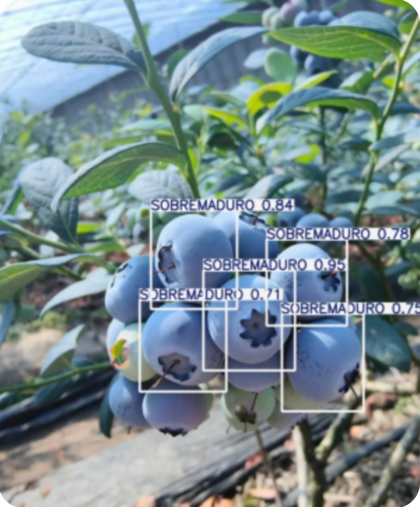 grapes analyzed with HarVis